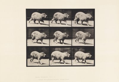 Planche 746. Capybara ; Marchant - Eadweard Muybridge