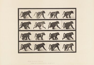Planche 747. Babouin ; Marchant à quatre pattes - Eadweard Muybridge