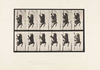 Planche 749. Babouin ; Grimpant à un poteau - Eadweard Muybridge