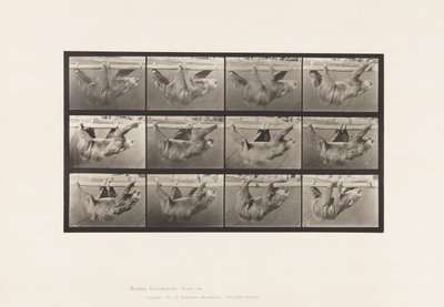 Planche 750. Paresseux; Marchant, Suspendu sur une Barre Horizontale - Eadweard Muybridge