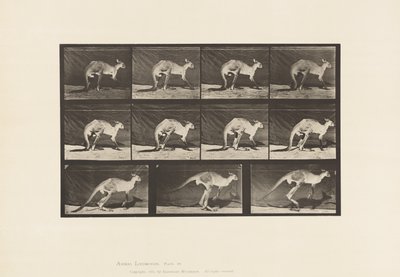 Planche 751. Kangourou; Marchant à quatre pattes; Passage au saut - Eadweard Muybridge