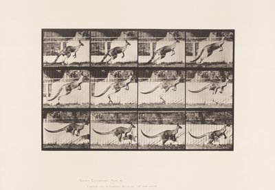 Planche 752. Kangourou; Sautant - Eadweard Muybridge