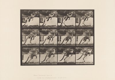 Planche 753. Kangourou; Saut - Eadweard Muybridge