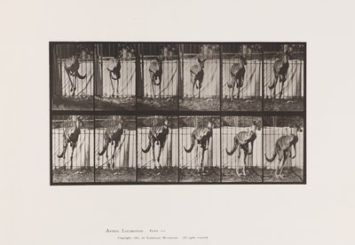 Planche 754. Kangourou; Saut - Eadweard Muybridge