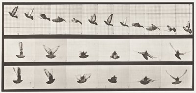 Planche 755. Pigeon; Voler - Eadweard Muybridge
