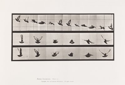 Planche 755. Pigeon ; Volant - Eadweard Muybridge
