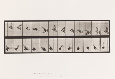 Planche 756. Pigeon; Vol - Eadweard Muybridge
