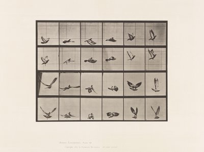 Planche 757. Pigeon ; Volant - Eadweard Muybridge