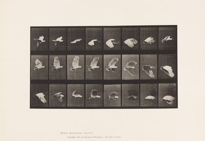 Planche 758. Cacatoès; Vol - Eadweard Muybridge
