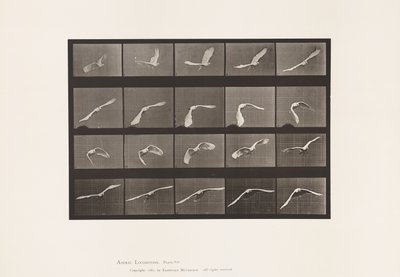Planche 760. Cacatoès; Volant - Eadweard Muybridge