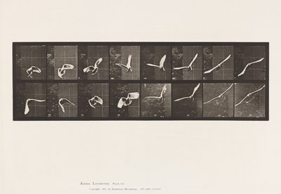 Planche 761. Cacatoès ; Volant - Eadweard Muybridge