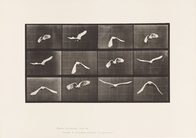 Planche 762. Cacatoès ; Volant - Eadweard Muybridge