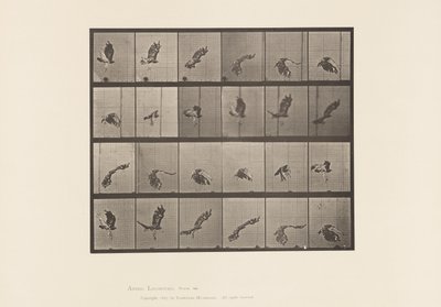 Planche 763. Buse à Queue Rousse; Volant - Eadweard Muybridge