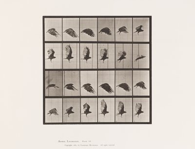 Planche 765. Vautour ; Volant - Eadweard Muybridge