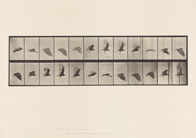 Planche 766. Vautour ; Volant - Eadweard Muybridge
