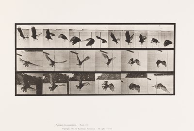 Planche 767. Vautour; Vol - Eadweard Muybridge