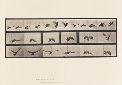 Planche 768. Vautour; Volant - Eadweard Muybridge