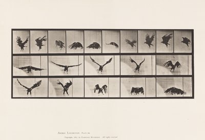 Planche 769. Aigle américain; Volant - Eadweard Muybridge