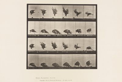 Planche 770. Aigle américain; Vol près du sol - Eadweard Muybridge