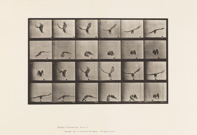 Planche 771. Aigle américain ; Volant près du sol - Eadweard Muybridge