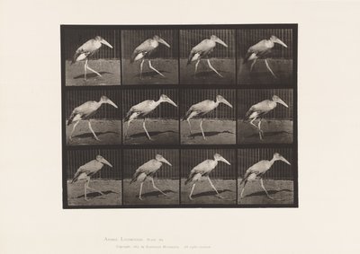 Planche 774. Adjudant; Marchant - Eadweard Muybridge