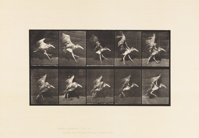Planche 775. Adjudant; Vol en course - Eadweard Muybridge