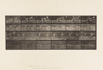 Planche 777. Cigognes; etc, A, B, C, D - Eadweard Muybridge