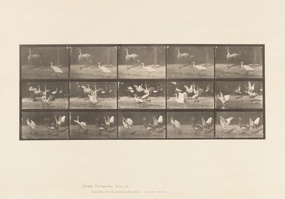 Planche 778. Cigognes ; etc, A, B, C - Eadweard Muybridge