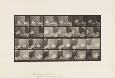 Planche 781. Poulets; Effrayés par une torpille - Eadweard Muybridge