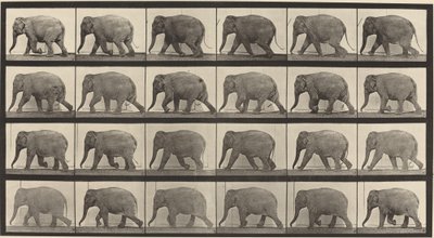 Numéro de plaque 733. Éléphant marchant - Eadweard Muybridge