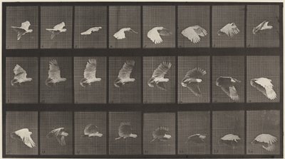 Planche numéro 758. Cacatoès en vol - Eadweard Muybridge