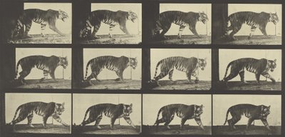 Tigre marchant, Planche 729 de Animal Locomotion, 1887 - Eadweard Muybridge
