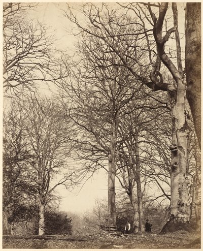 Le hêtre de la reine Adélaïde - Earl of Caithness and William Bambridge
