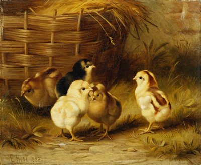 Poussins près d