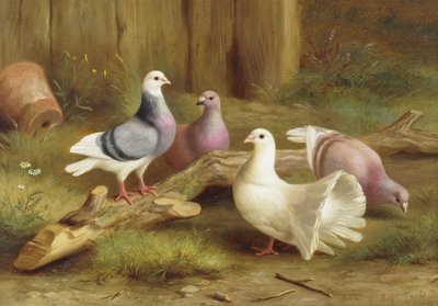 Colombes - Edgar Hunt