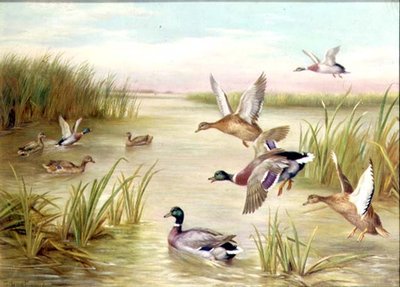 Canards en vol - Edgar Hunt