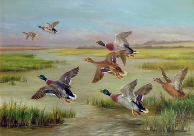 Canards en vol - Edgar Hunt