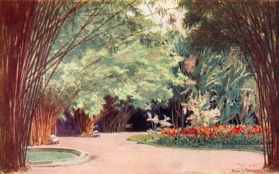 Une bambouseraie, Jardins botaniques - Edgar L. Pattison