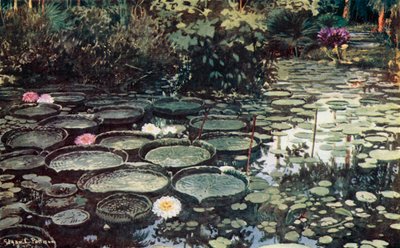 Victoria Regia - Edgar L. Pattison
