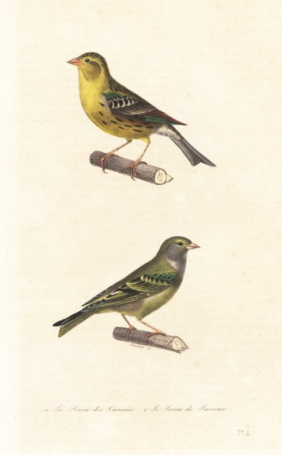 Canari des Canaries et serin européen - Edouard (after) Travies