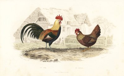 Coq et poule, Phasianus gallus - Edouard (after) Travies