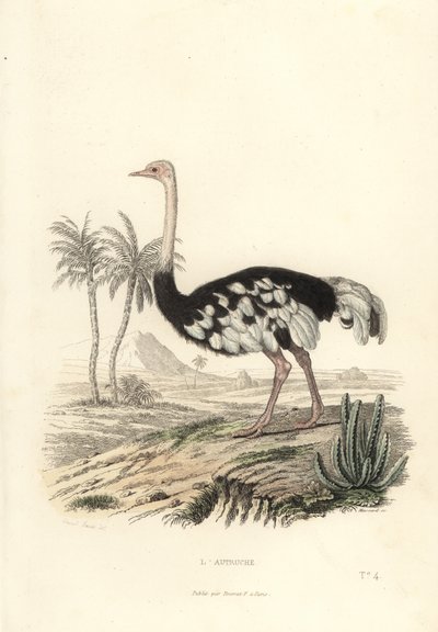Autruche commune, Struthio camelus - Edouard (after) Travies
