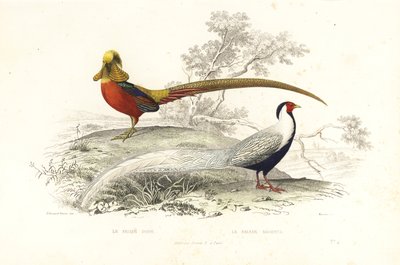 Faisan doré et faisan argenté - Edouard (after) Travies