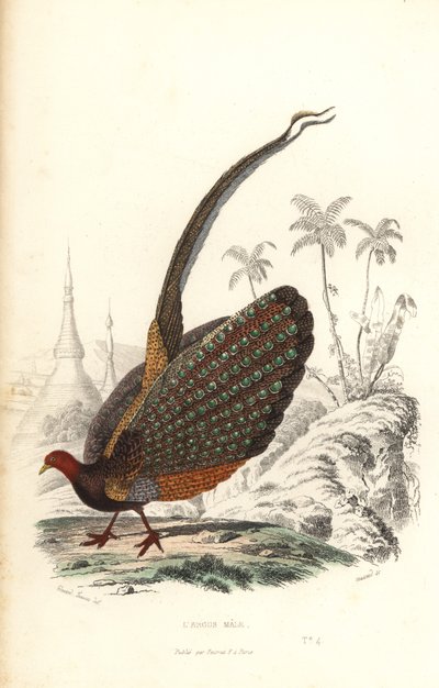 Grand argus, Argusianus argus, vulnérable - Edouard (after) Travies