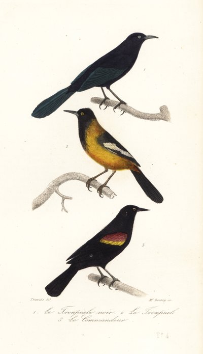 Quiscale des Grandes Antilles, Oriole d