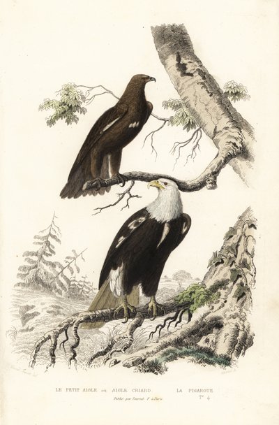 Aigle tacheté et pygargue à tête blanche - Edouard (after) Travies