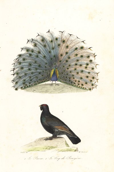 Paon indien et grand tétras - Edouard (after) Travies
