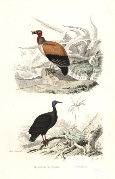 Vautour pape et urubu à tête rouge - Edouard (after) Travies
