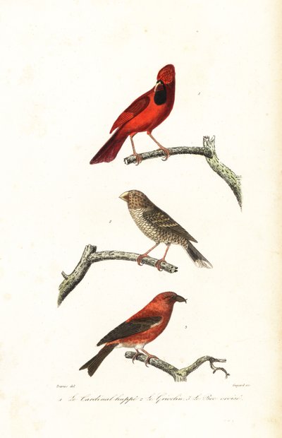 Cardinal rouge, gros-bec brésilien et bec-croisé - Edouard (after) Travies
