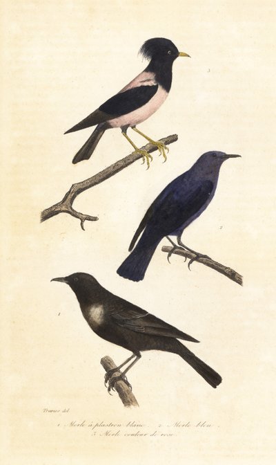 Merle à collier, merle bleu et étourneau roselin - Edouard (after) Travies